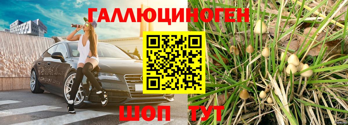 Углич  что такое   Псилоцибиновые грибы ЛСД  Вход с VPN  Псилоцибиновые грибы Psilocybine cubensis 